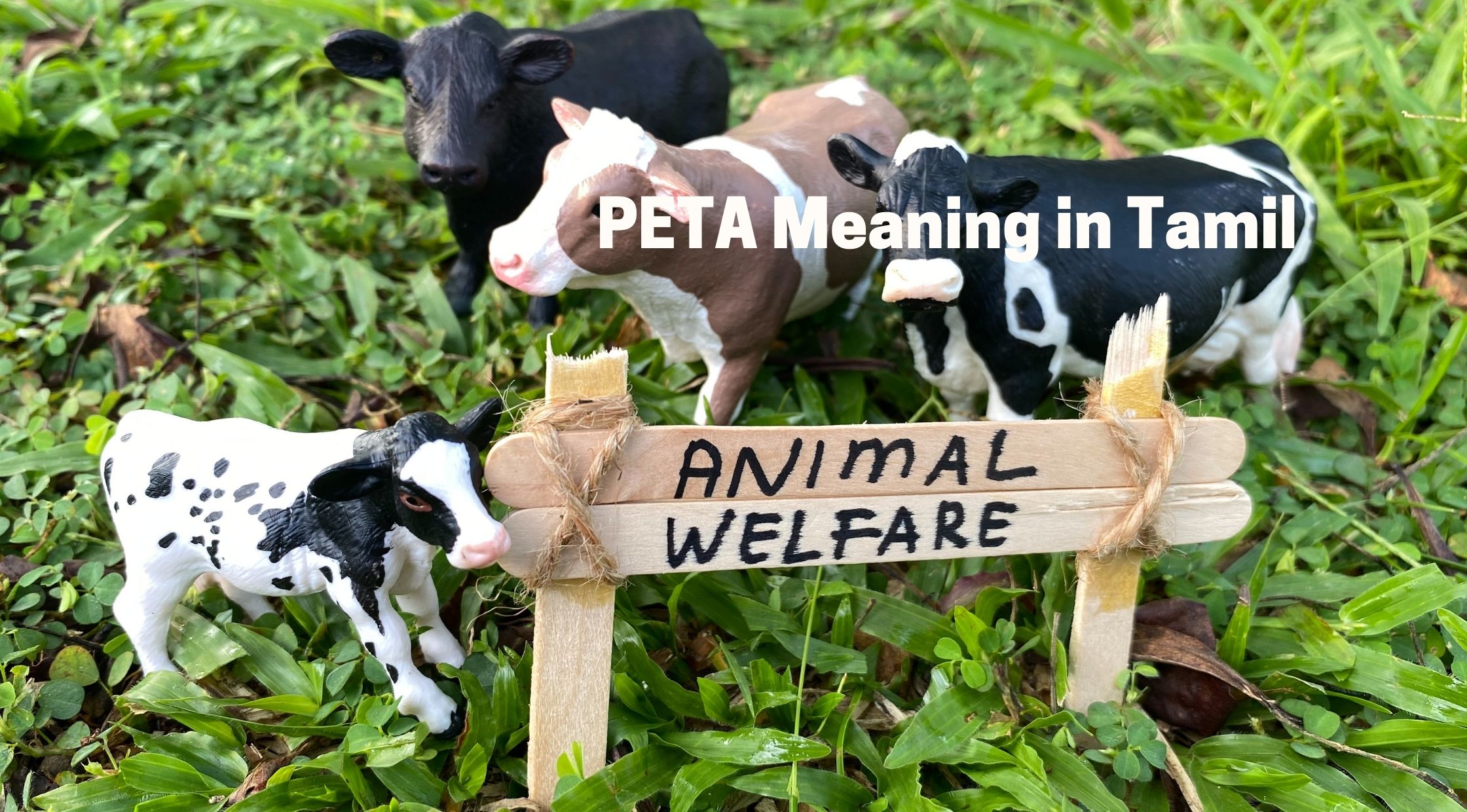 peta-meaning-in-tamil